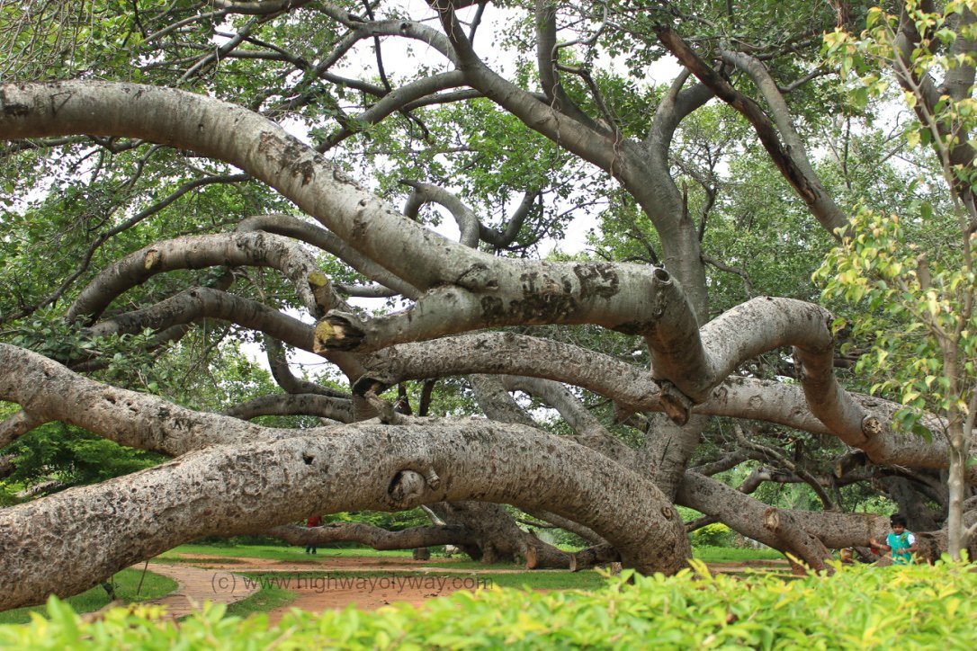 Pillalamarri Banyan Tree: A Living Legend of Hyderabad